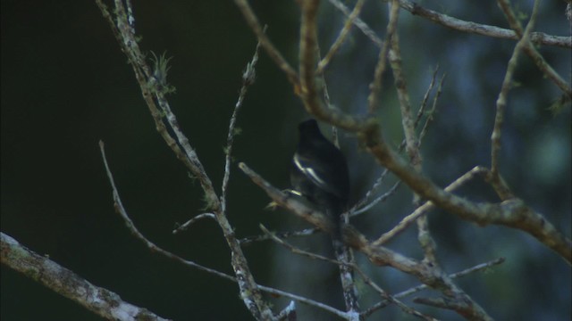 Cuban Bullfinch - ML439004