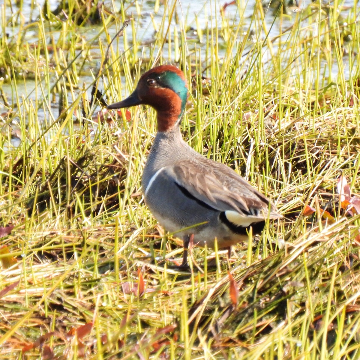 Green-winged Teal - ML439004551