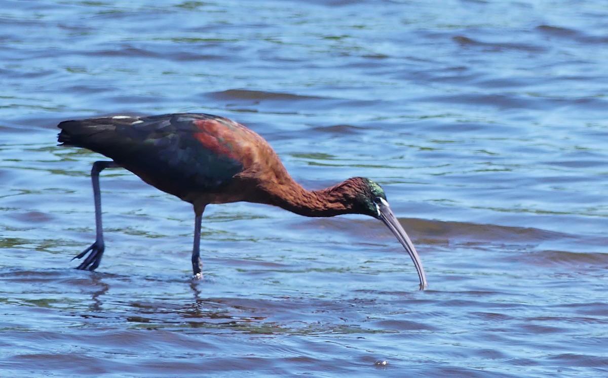 Glossy Ibis - ML439004571