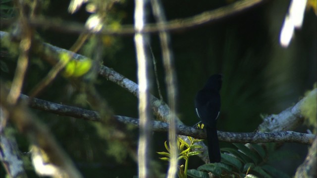 Cuban Bullfinch - ML439005