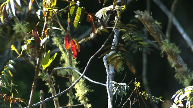 Cuban Bullfinch - ML439006