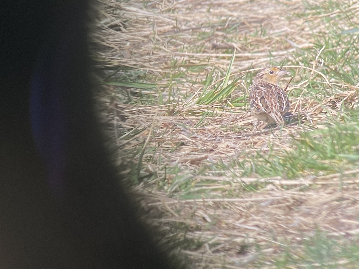 Grasshopper Sparrow - ML439006131