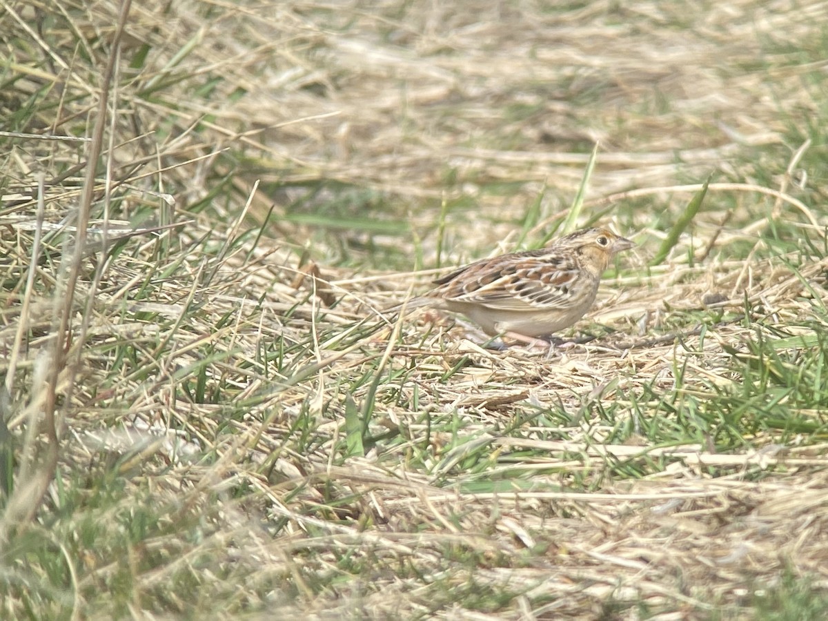 Grasshopper Sparrow - ML439006311