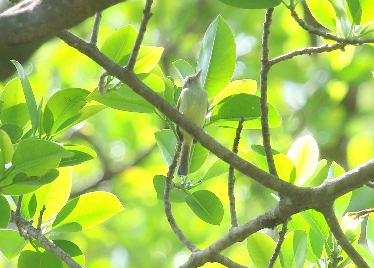 Yellow-olive Flatbill - ML439006841