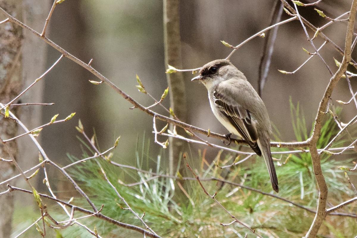 Eastern Phoebe - ML439007291