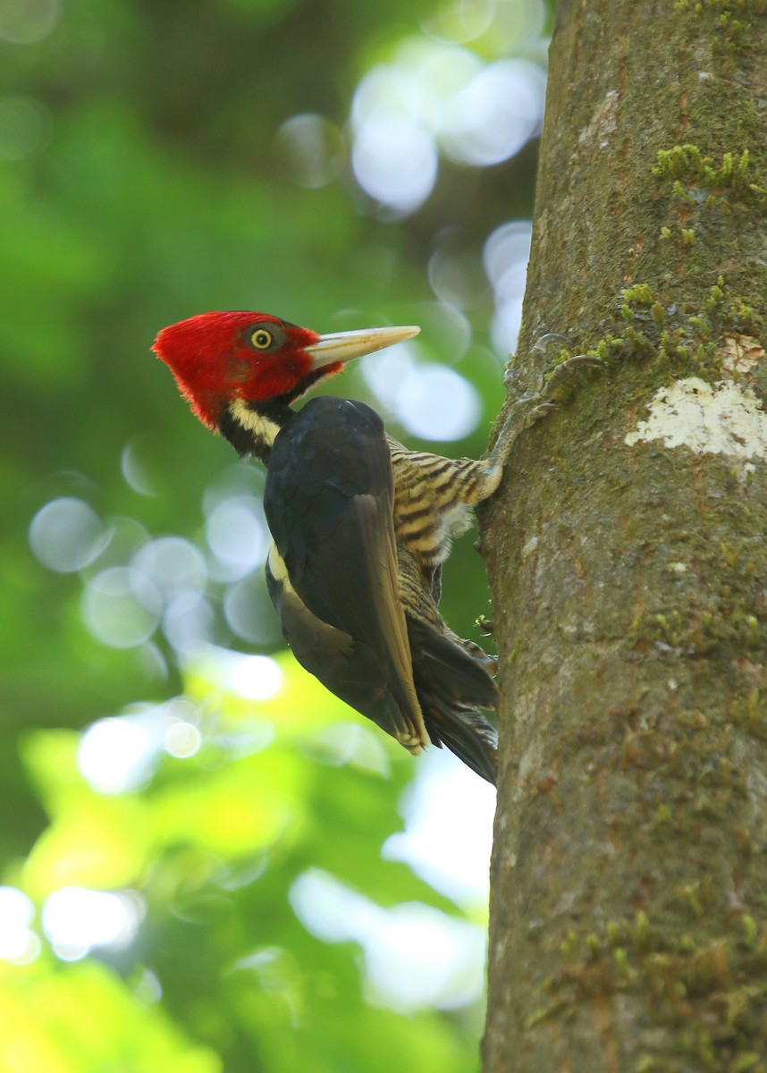 Pale-billed Woodpecker - ML439007341