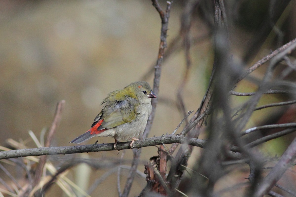 Red-browed Firetail - ML43900751