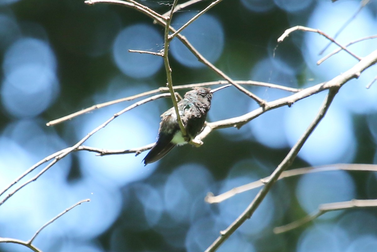 Blue-vented Hummingbird - Steve Rottenborn