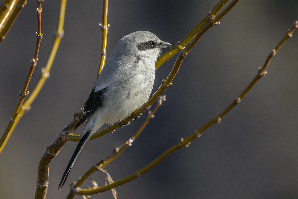 Northern Shrike - ML439007821