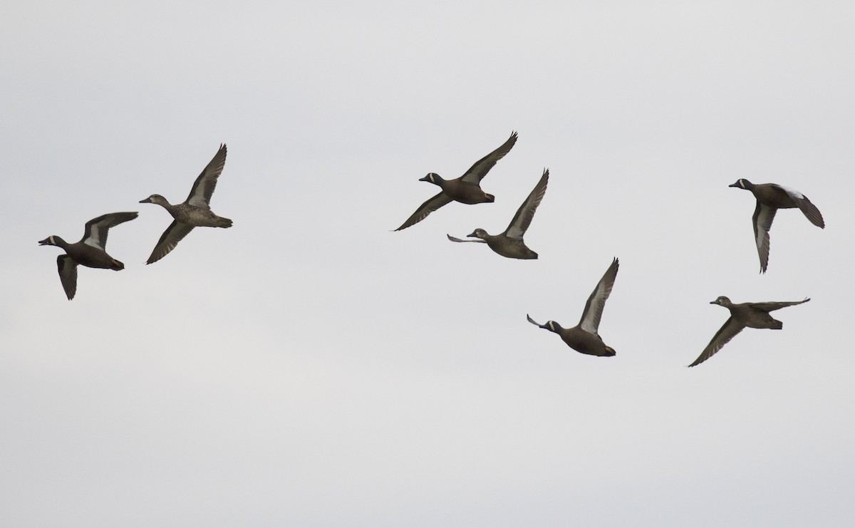 Blue-winged Teal - ML439008631