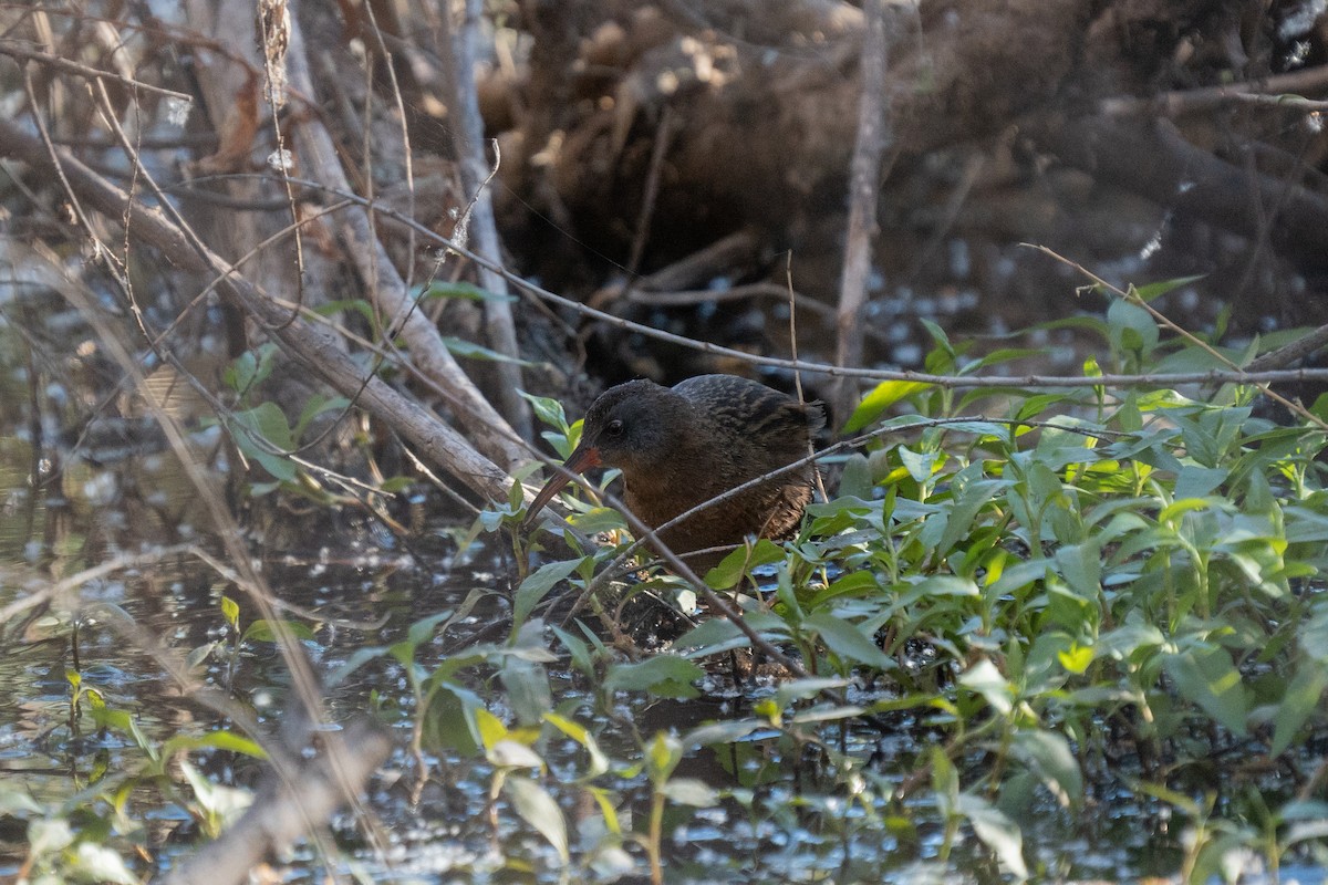 Virginia Rail - ML439008941