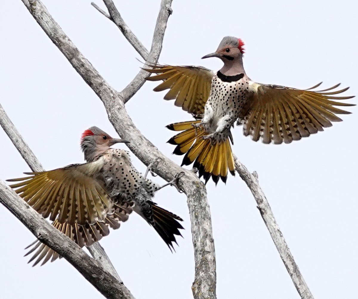 Northern Flicker - ML439009601