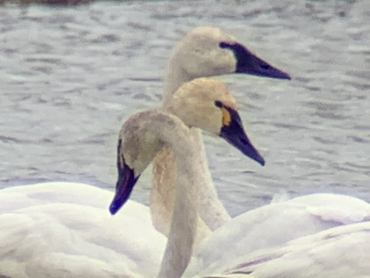 Tundra Swan - John Kingeter