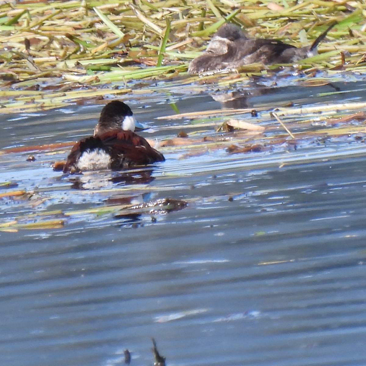 Ruddy Duck - ML439010131