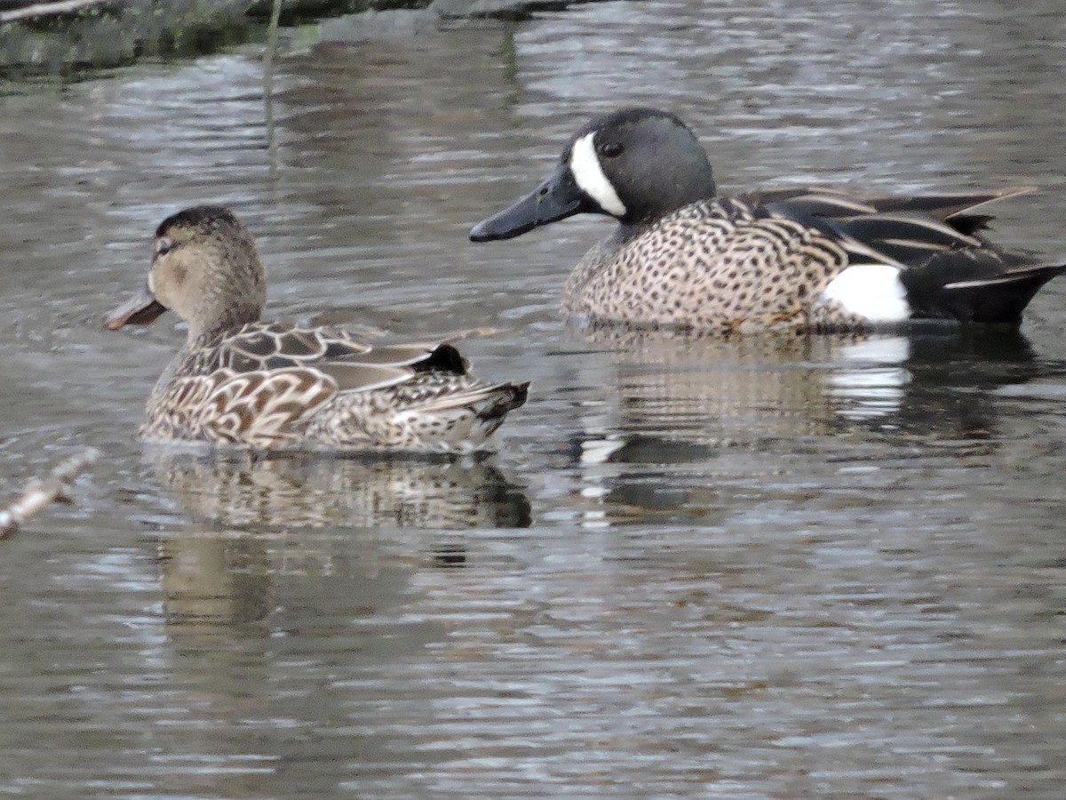 Blue-winged Teal - ML439010311