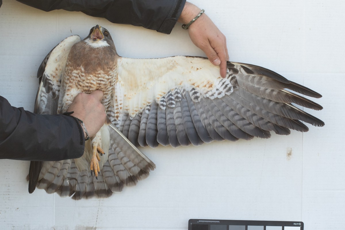 Swainson's Hawk - ML439010471