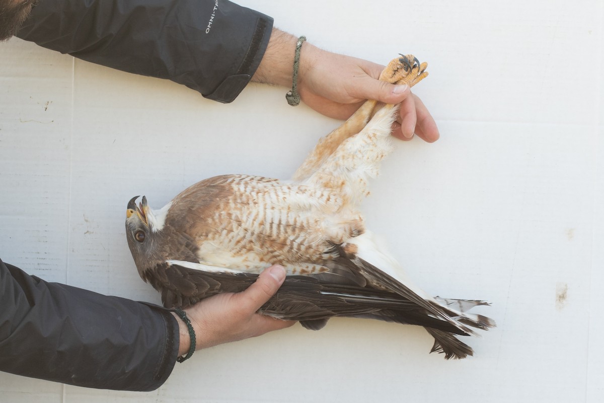 Swainson's Hawk - ML439010481