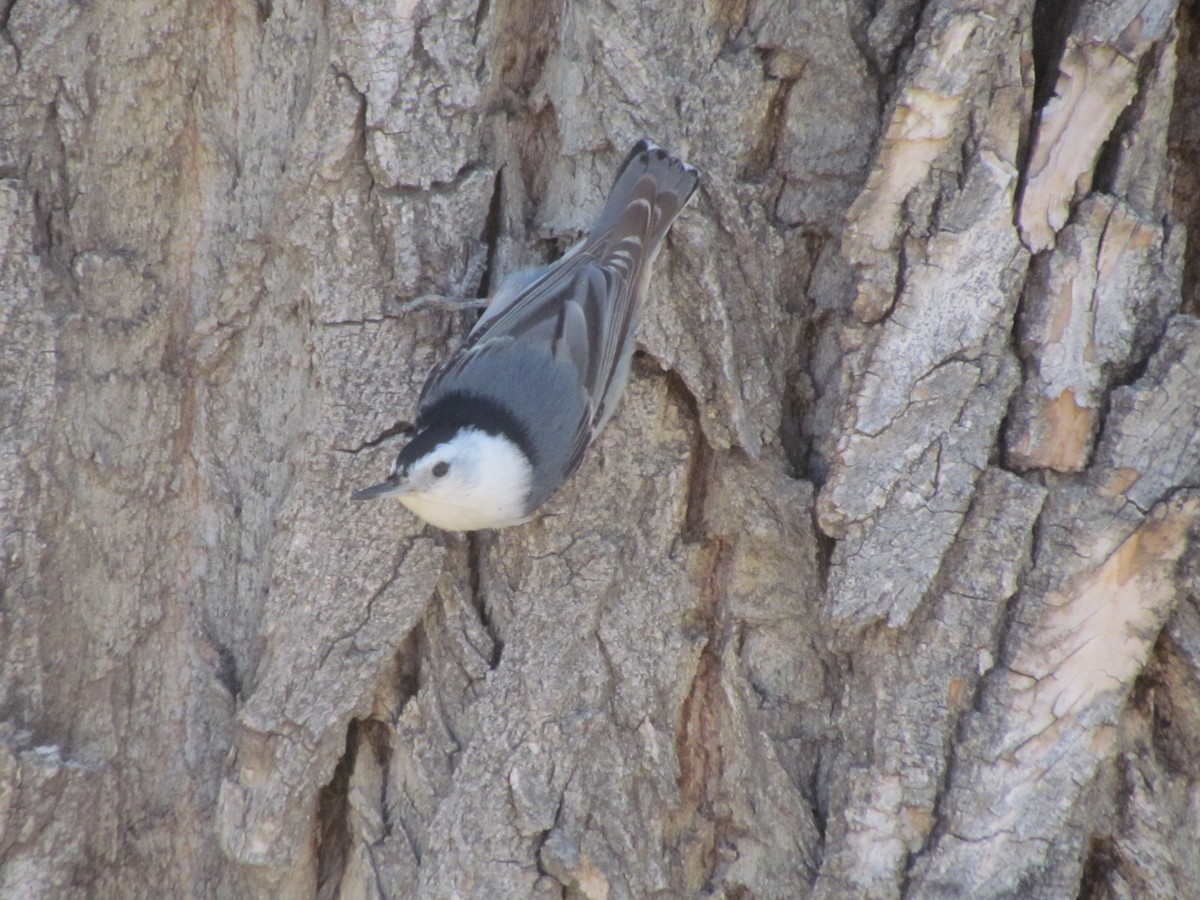 White-breasted Nuthatch - ML439010911