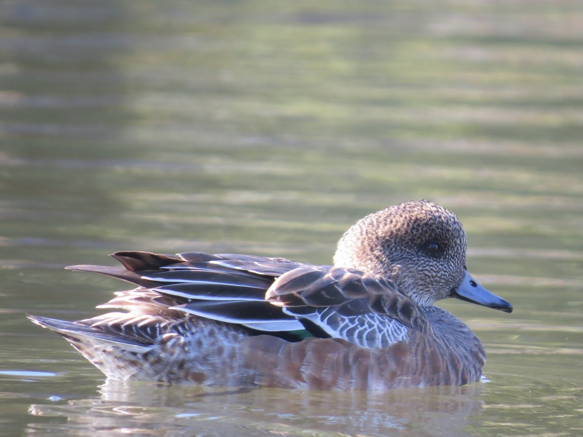 American Wigeon - Ian Hearn