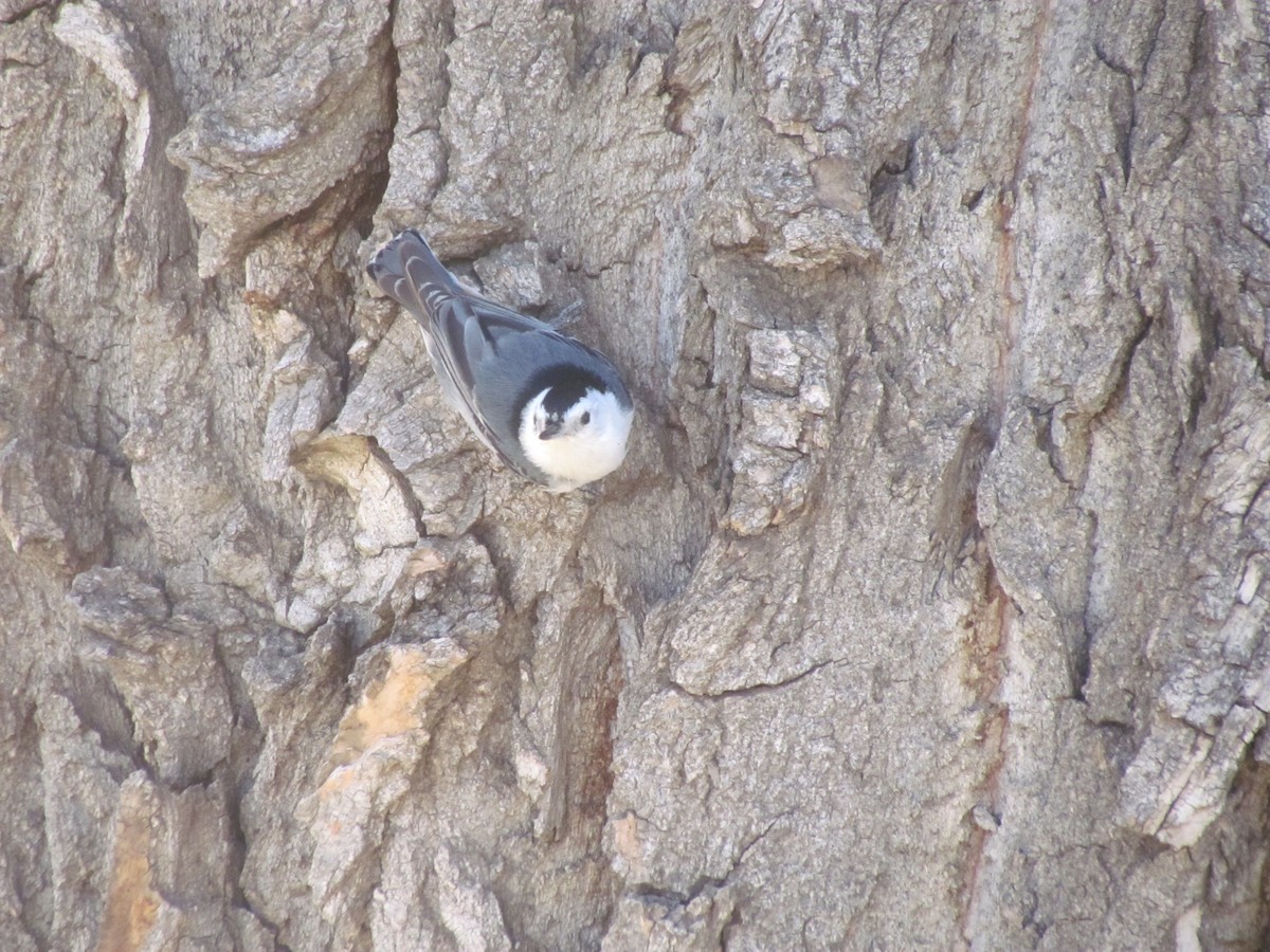 White-breasted Nuthatch - ML439011111