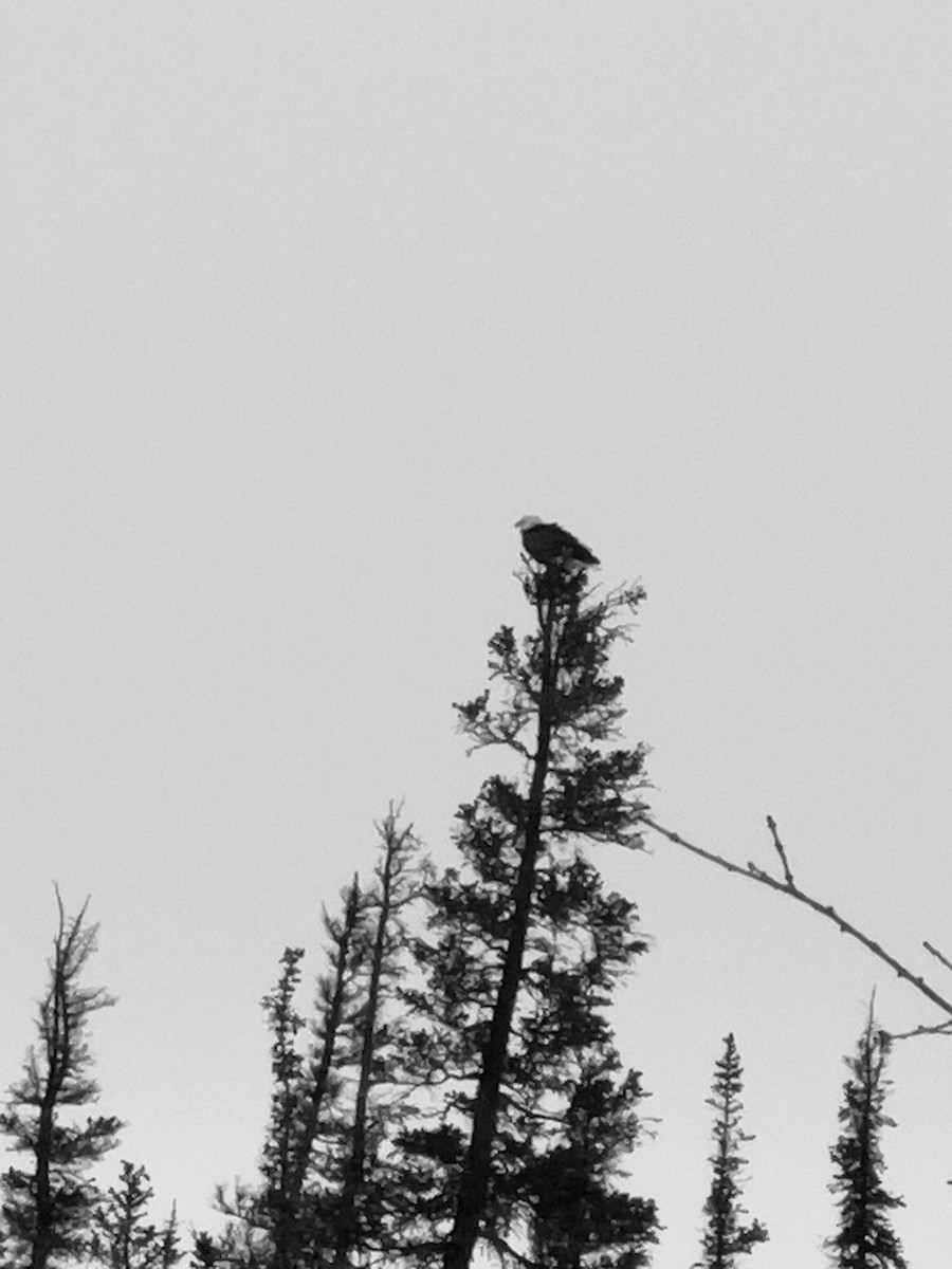 Bald Eagle - ML439012181