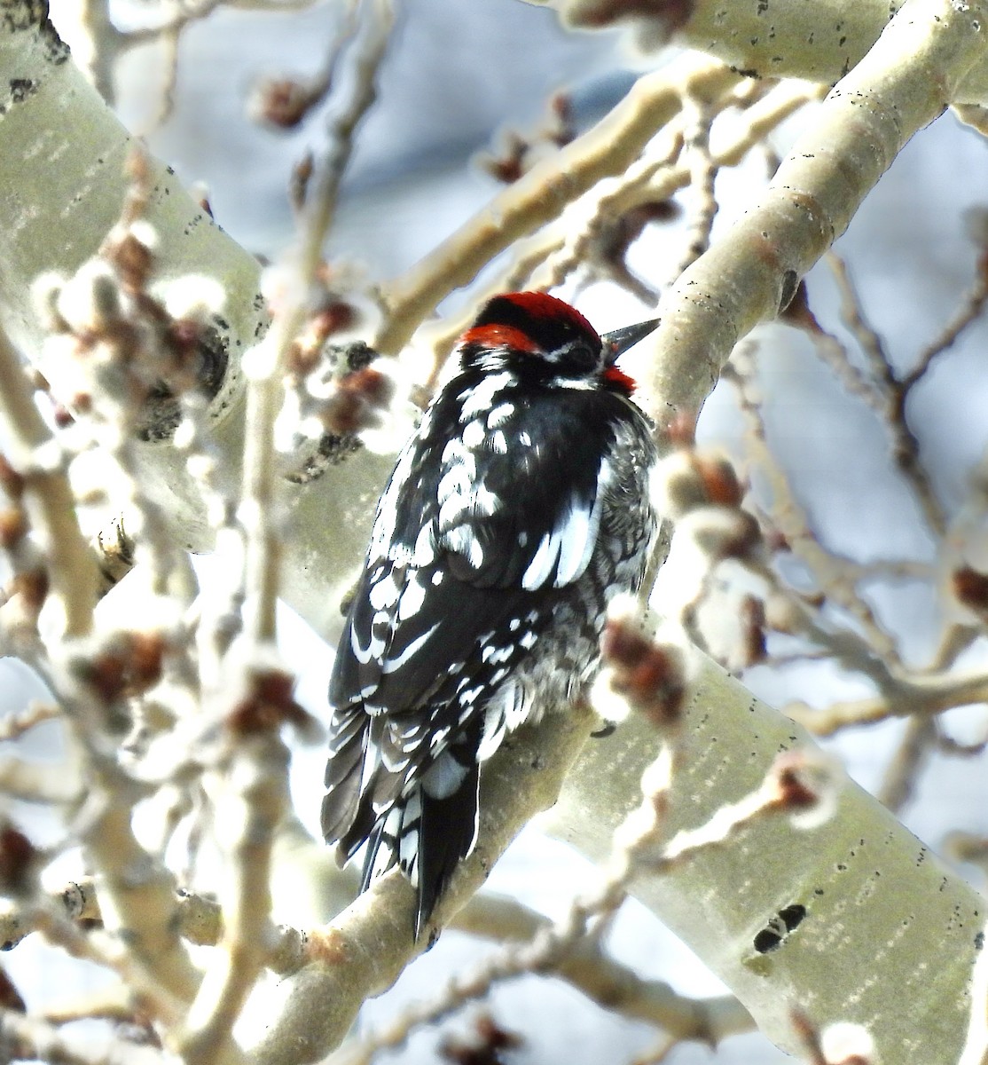 Red-naped Sapsucker - ML439012981