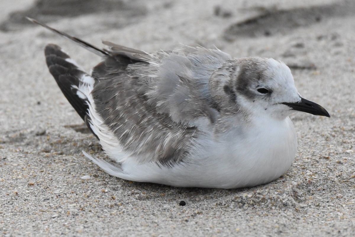 Sabine's Gull - ML43901371