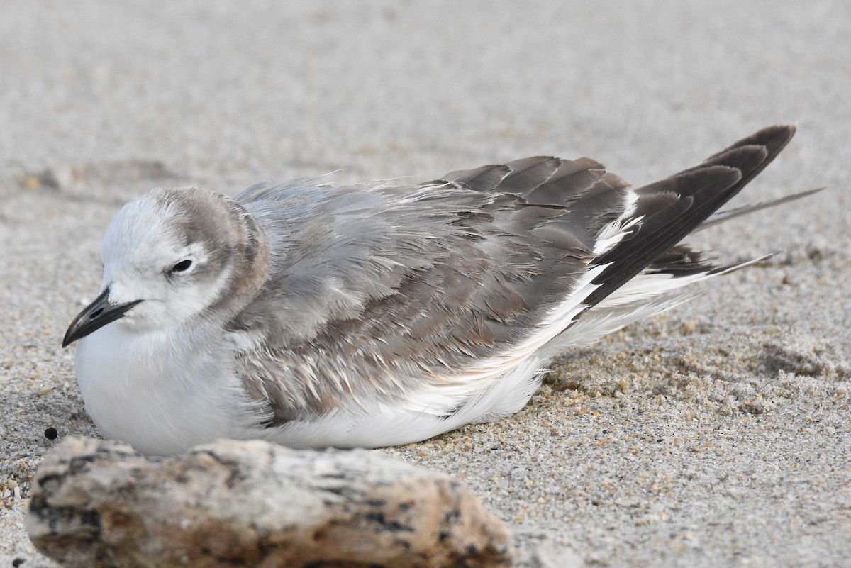 Sabine's Gull - ML43901381