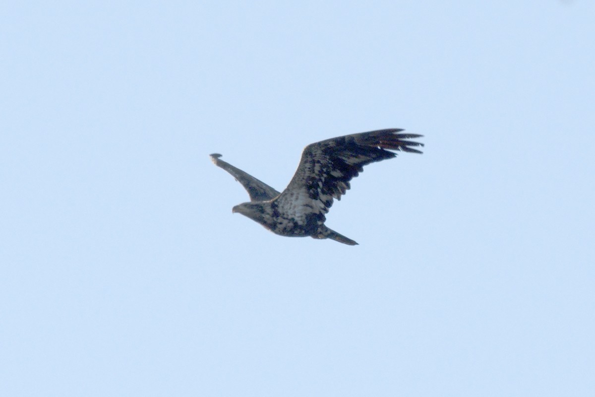 Bald Eagle - ML439014251