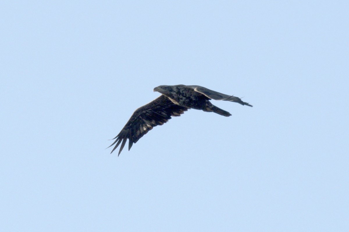 Bald Eagle - ML439014271