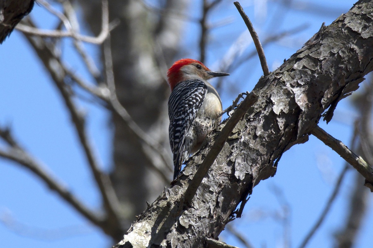 Red-bellied Woodpecker - James Hatfield