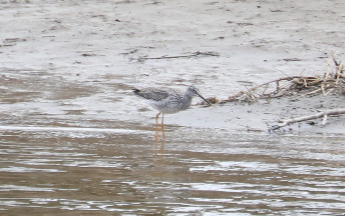 Greater Yellowlegs - ML439016521