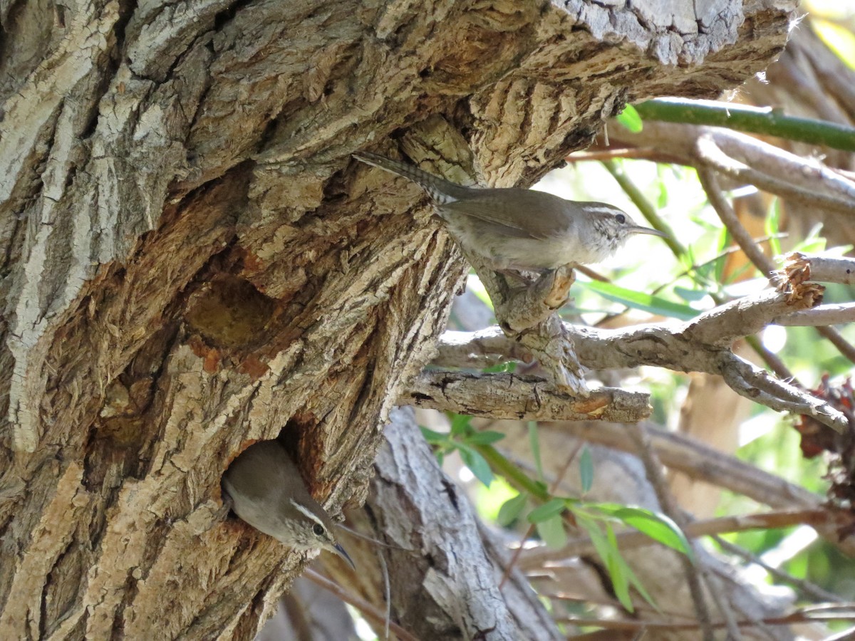 Bewick's Wren - ML439016651