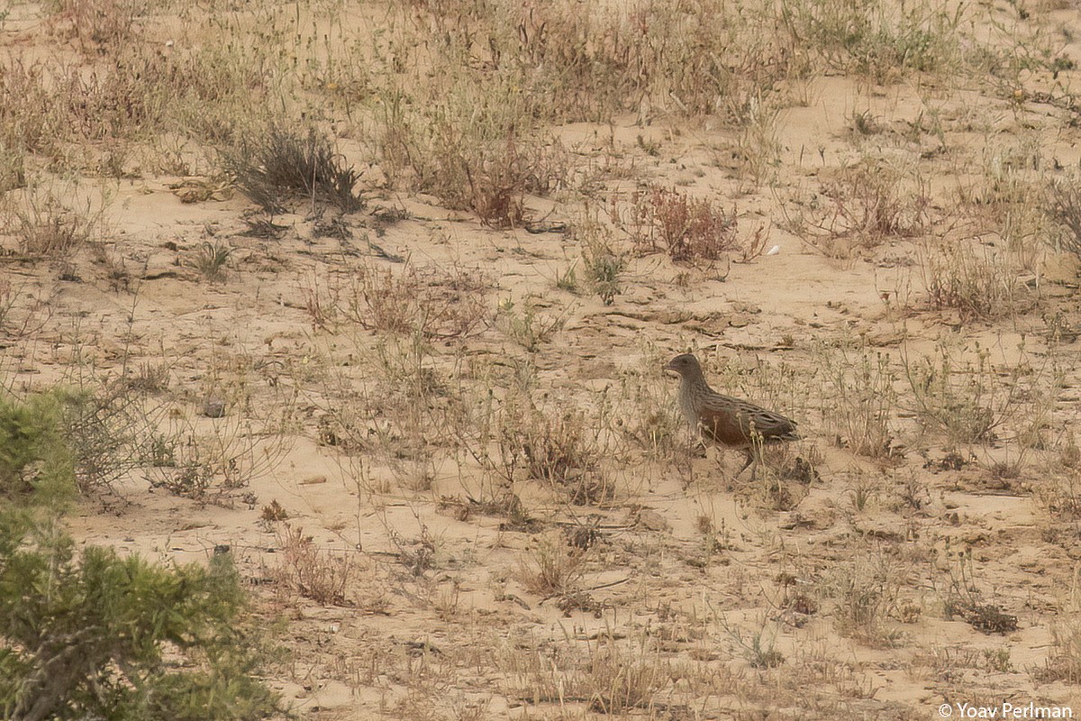 Corn Crake - ML439016761