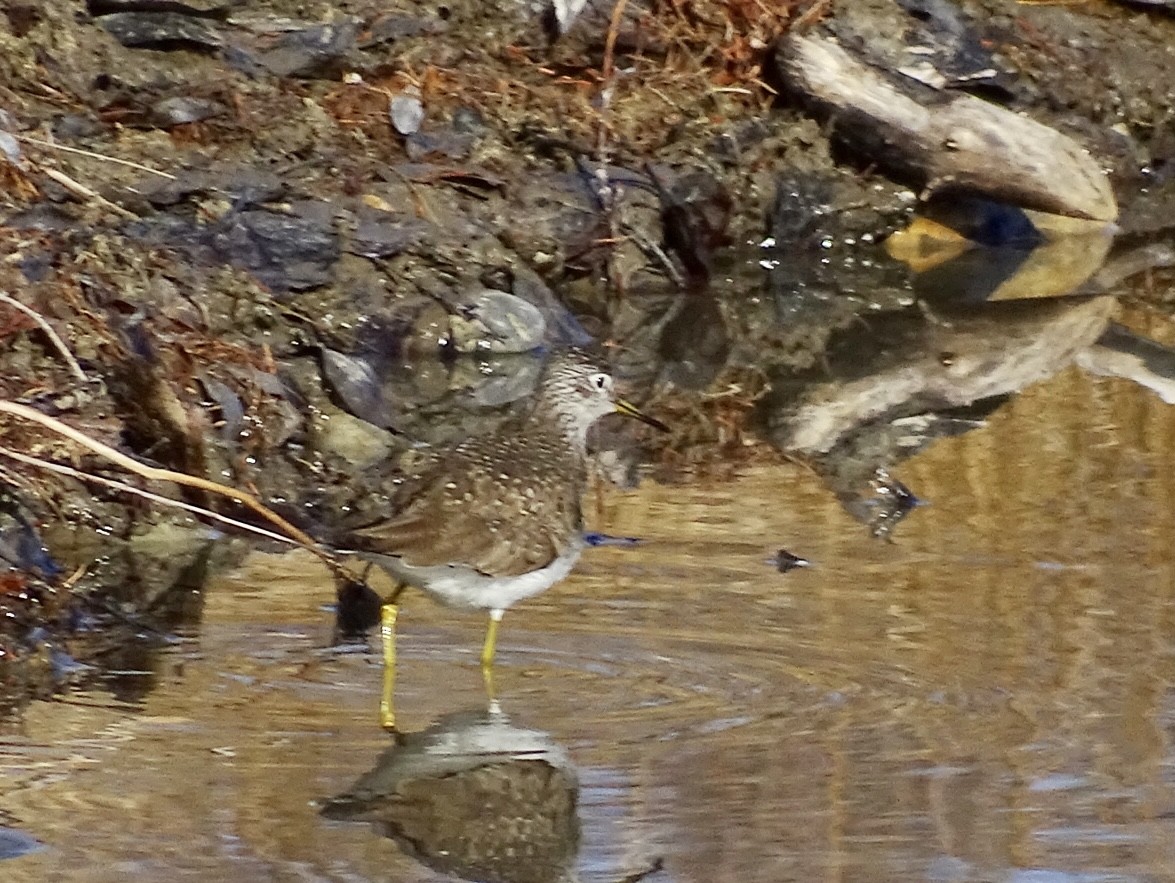 vodouš samotářský - ML439018541