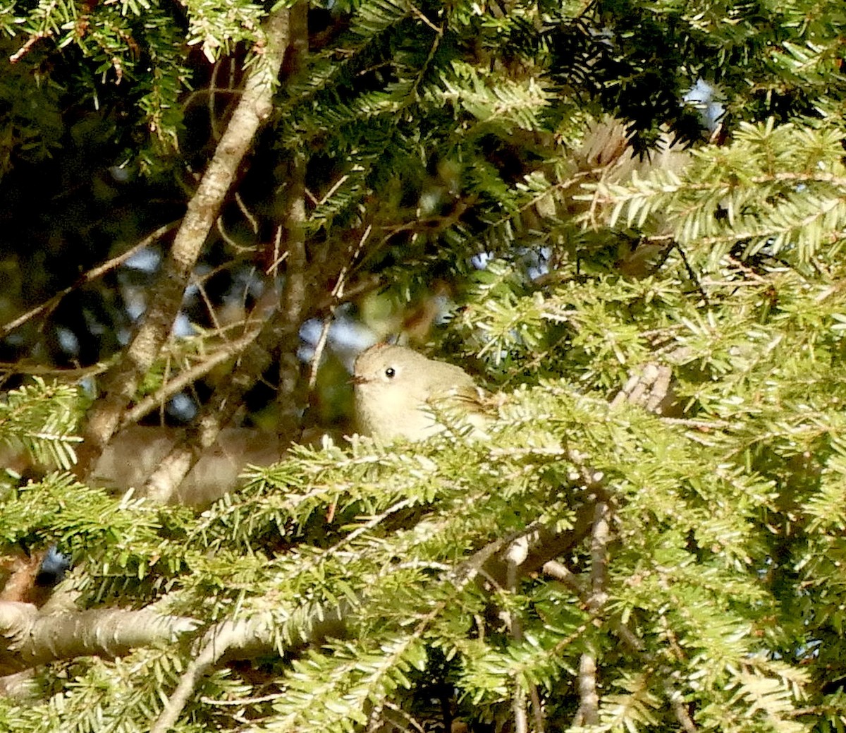 Roitelet à couronne rubis - ML439019941
