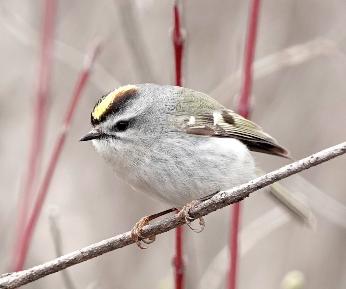 Golden-crowned Kinglet - Louise Courtemanche 🦅