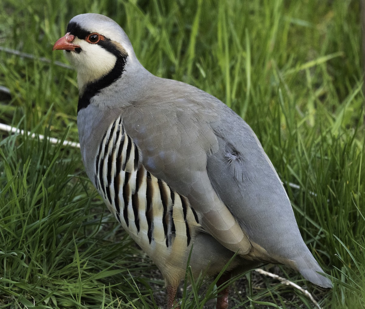 Chukar - ML439021021