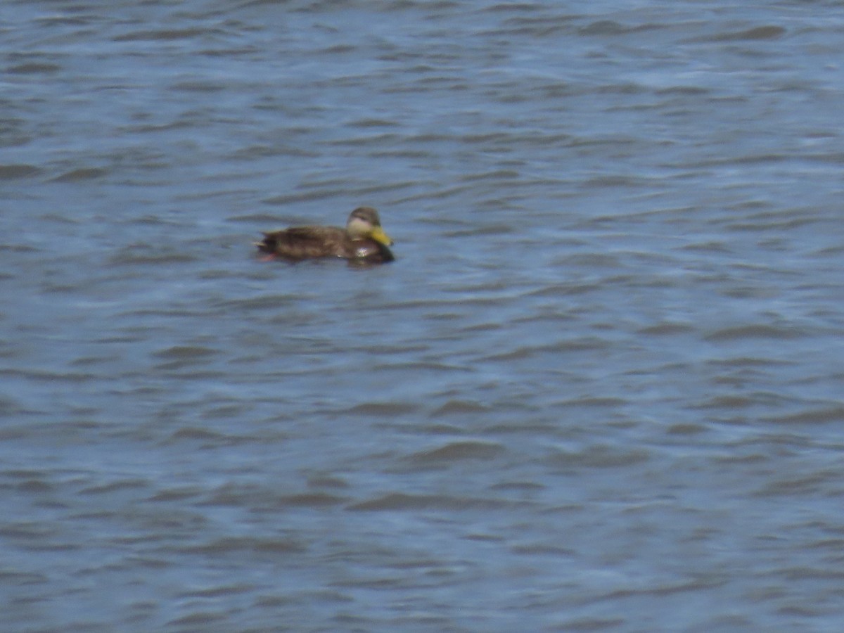 American Black Duck - ML439022491