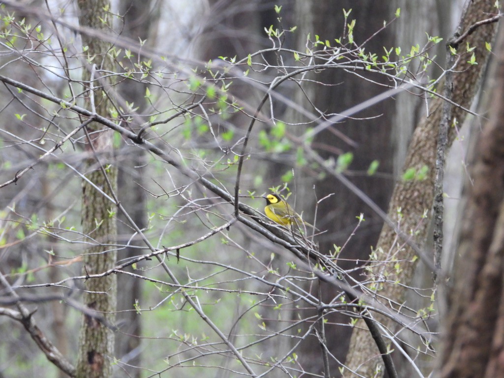 Hooded Warbler - Tom Marsan-Ryan