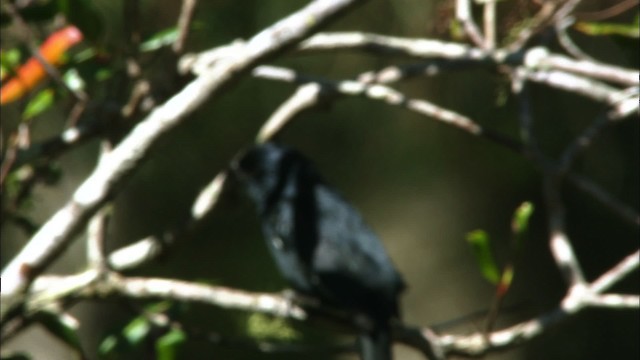 Cuban Bullfinch - ML439024