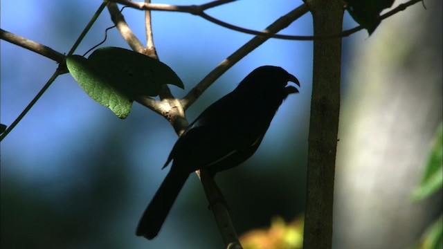 Cuban Bullfinch - ML439025