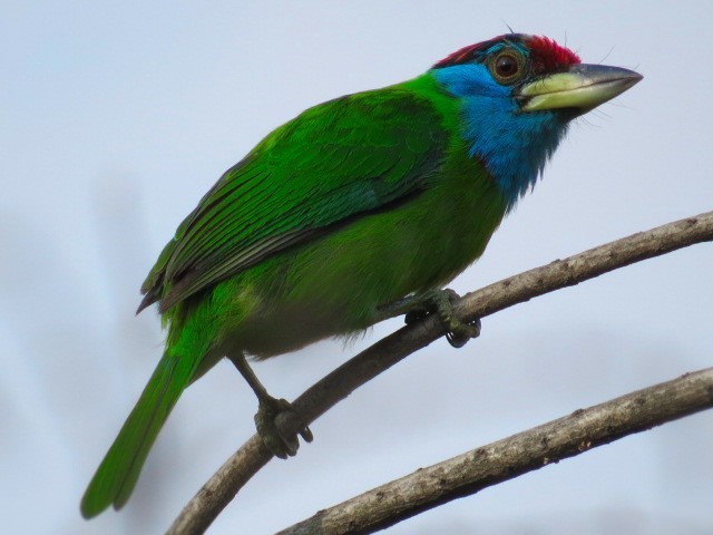 Blue-throated Barbet - ML43902591