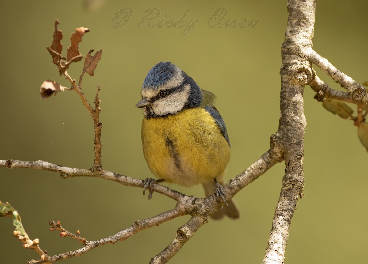 Eurasian Blue Tit - ML439026611