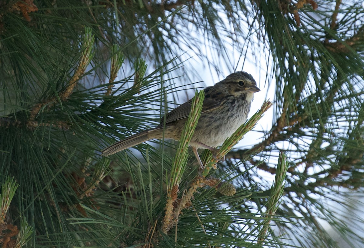 Song Sparrow - ML439027111