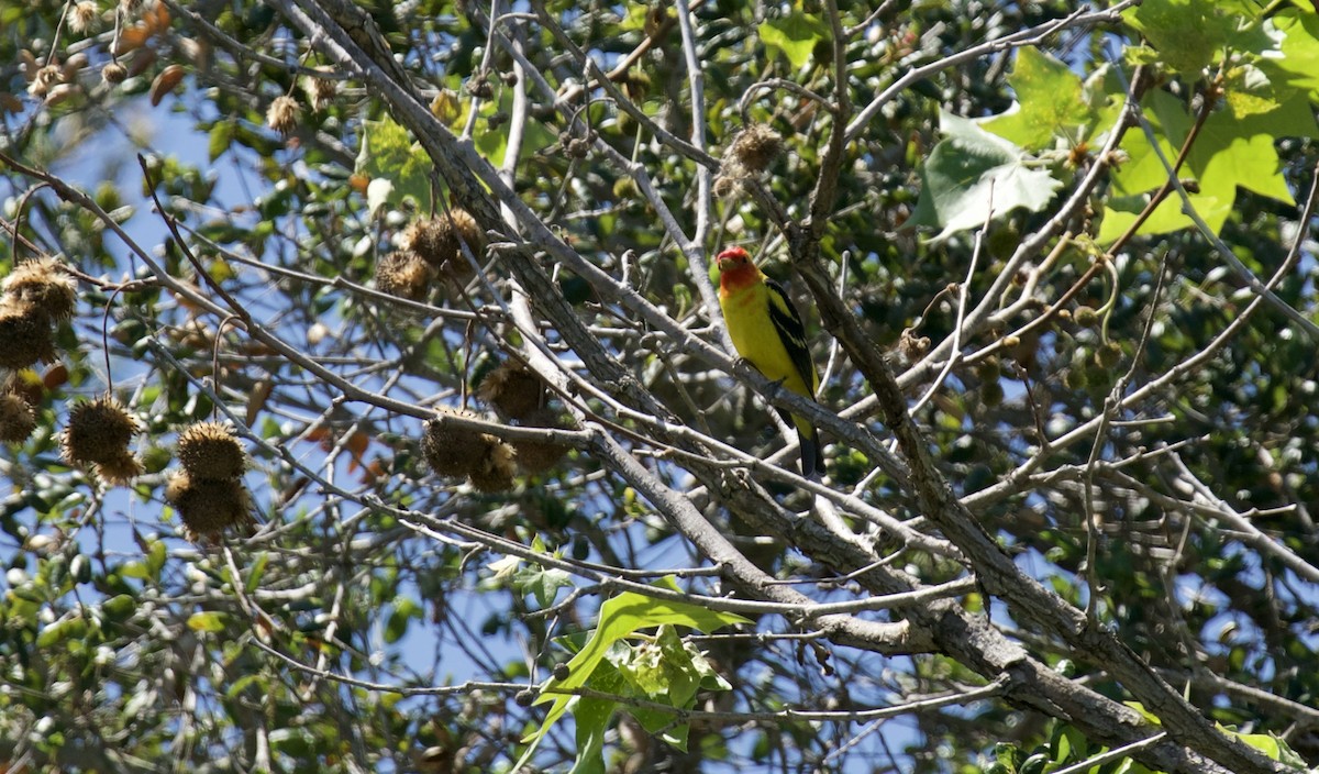 Western Tanager - ML439027201