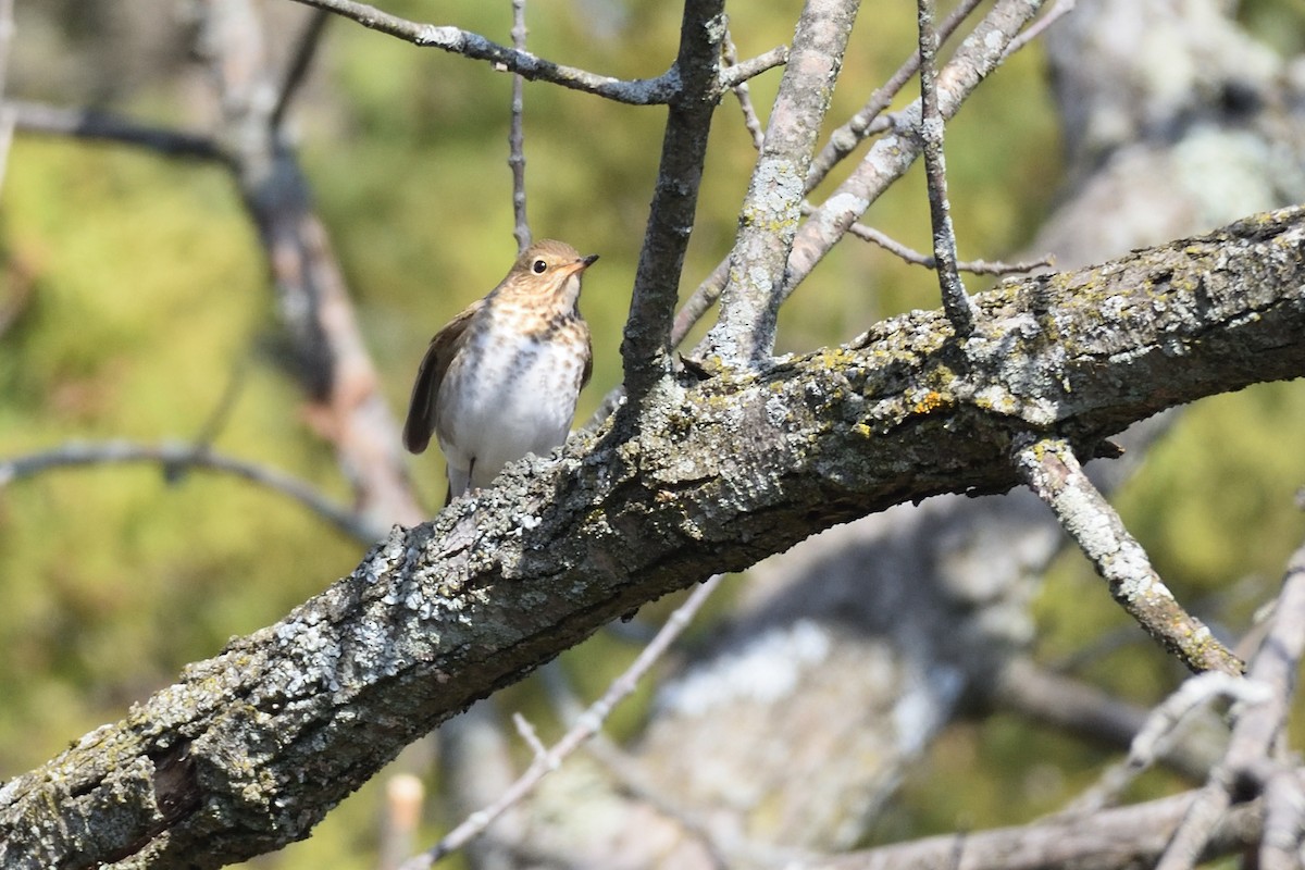 Hermit Thrush - ML439027281