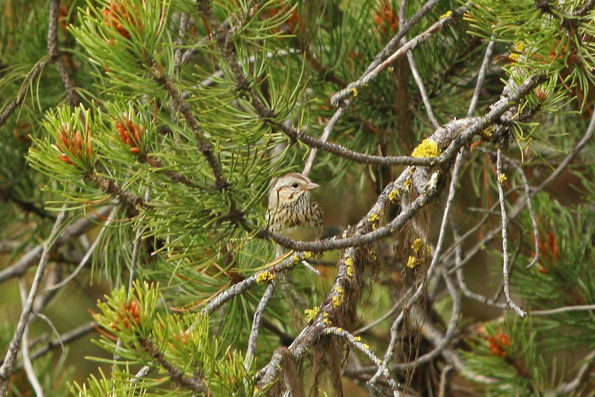 Lincoln's Sparrow - ML43902881