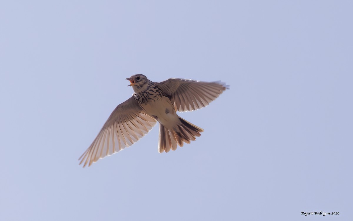 Mediterranean Short-toed Lark - ML439028831