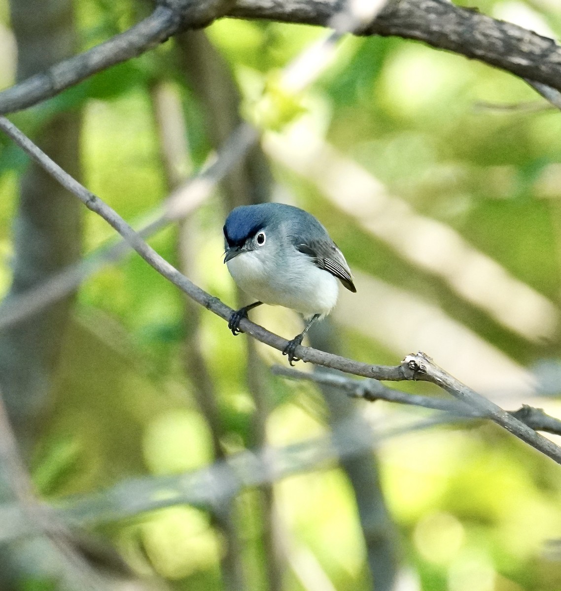 Blue-gray Gnatcatcher - Chris Huffstickler